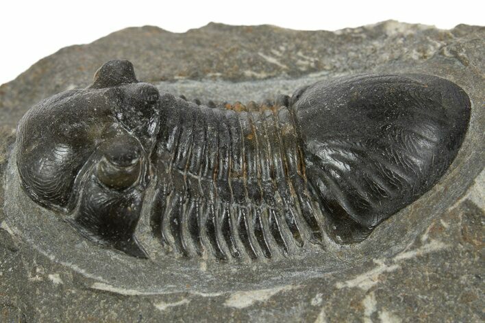 Paralejurus Trilobite Fossil - Ofaten, Morocco #345182